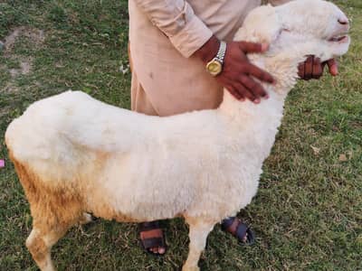 یہ اٹھ چھترے ہیں مناسب قیمت پر مل جائیں گے جس بھائی کو چاہیے رابطہ کر