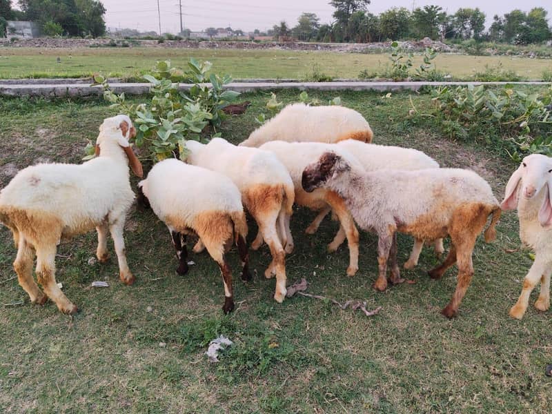 یہ اٹھ چھترے ہیں مناسب قیمت پر مل جائیں گے جس بھائی کو چاہیے رابطہ کر 1