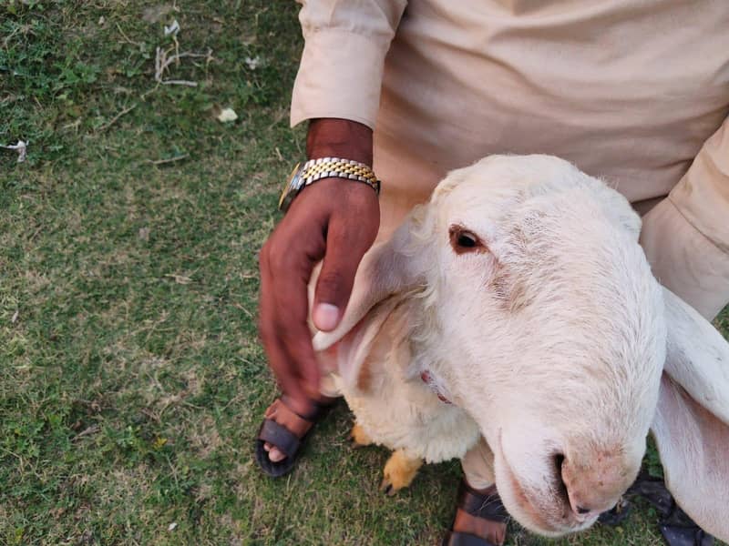 یہ اٹھ چھترے ہیں مناسب قیمت پر مل جائیں گے جس بھائی کو چاہیے رابطہ کر 2