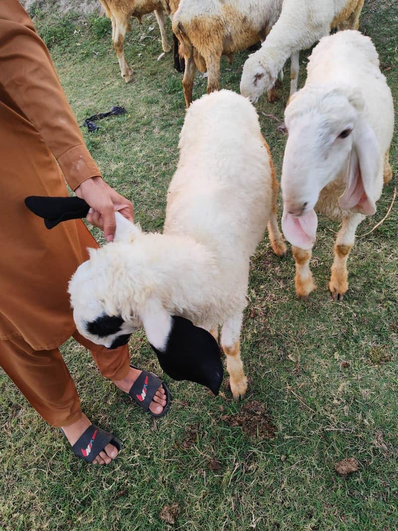 یہ اٹھ چھترے ہیں مناسب قیمت پر مل جائیں گے جس بھائی کو چاہیے رابطہ کر 5
