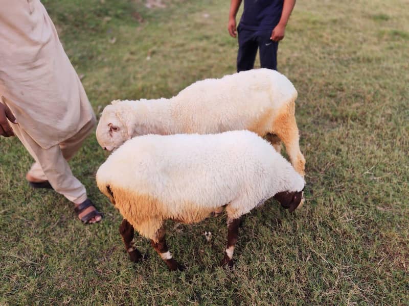 یہ اٹھ چھترے ہیں مناسب قیمت پر مل جائیں گے جس بھائی کو چاہیے رابطہ کر 6