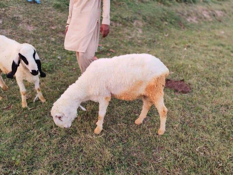 یہ اٹھ چھترے ہیں مناسب قیمت پر مل جائیں گے جس بھائی کو چاہیے رابطہ کر 9
