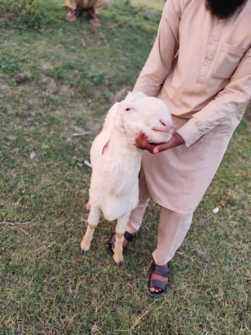 یہ اٹھ چھترے ہیں مناسب قیمت پر مل جائیں گے جس بھائی کو چاہیے رابطہ کر 10