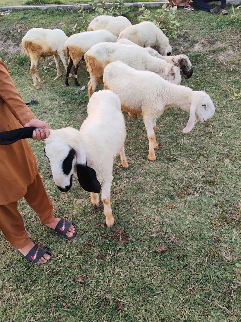 یہ اٹھ چھترے ہیں مناسب قیمت پر مل جائیں گے جس بھائی کو چاہیے رابطہ کر 11