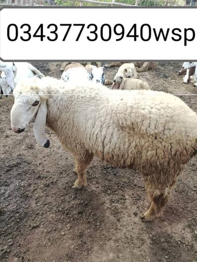 Qurbani bakra & chatray available MashAllah beautiful
