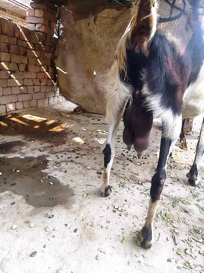 Goats for sale total 12 janwar
