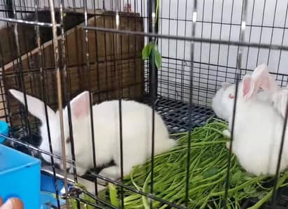 new Zealand Rabbit 5kg breed