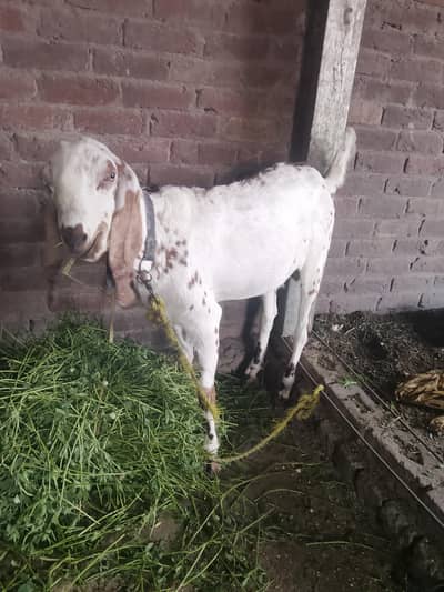qurbani ke liye