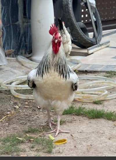 Rooster