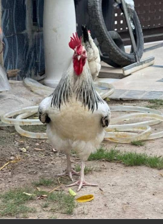 Rooster 0