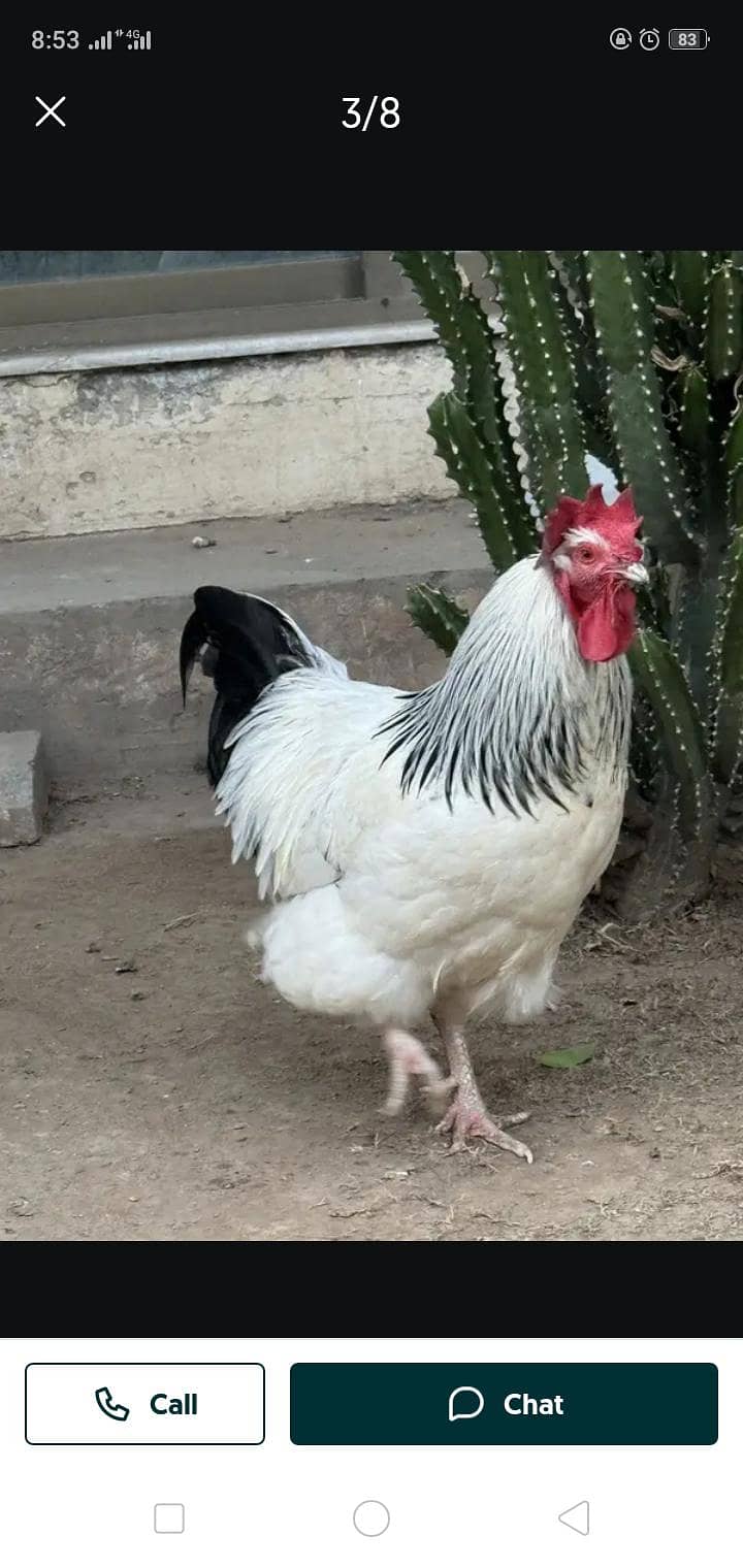 Rooster 1