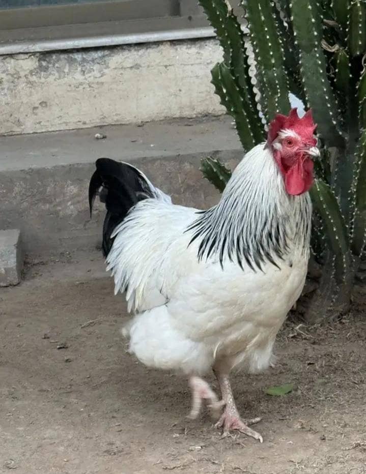 Rooster 2