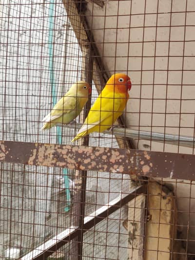 love bird sell 03160599366