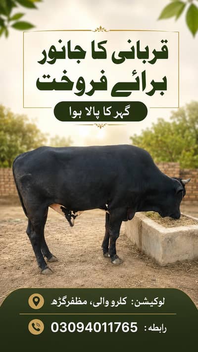 قربانی کے دو دیسی جانور برائے فروخت | گھر کے پلے ہوئے