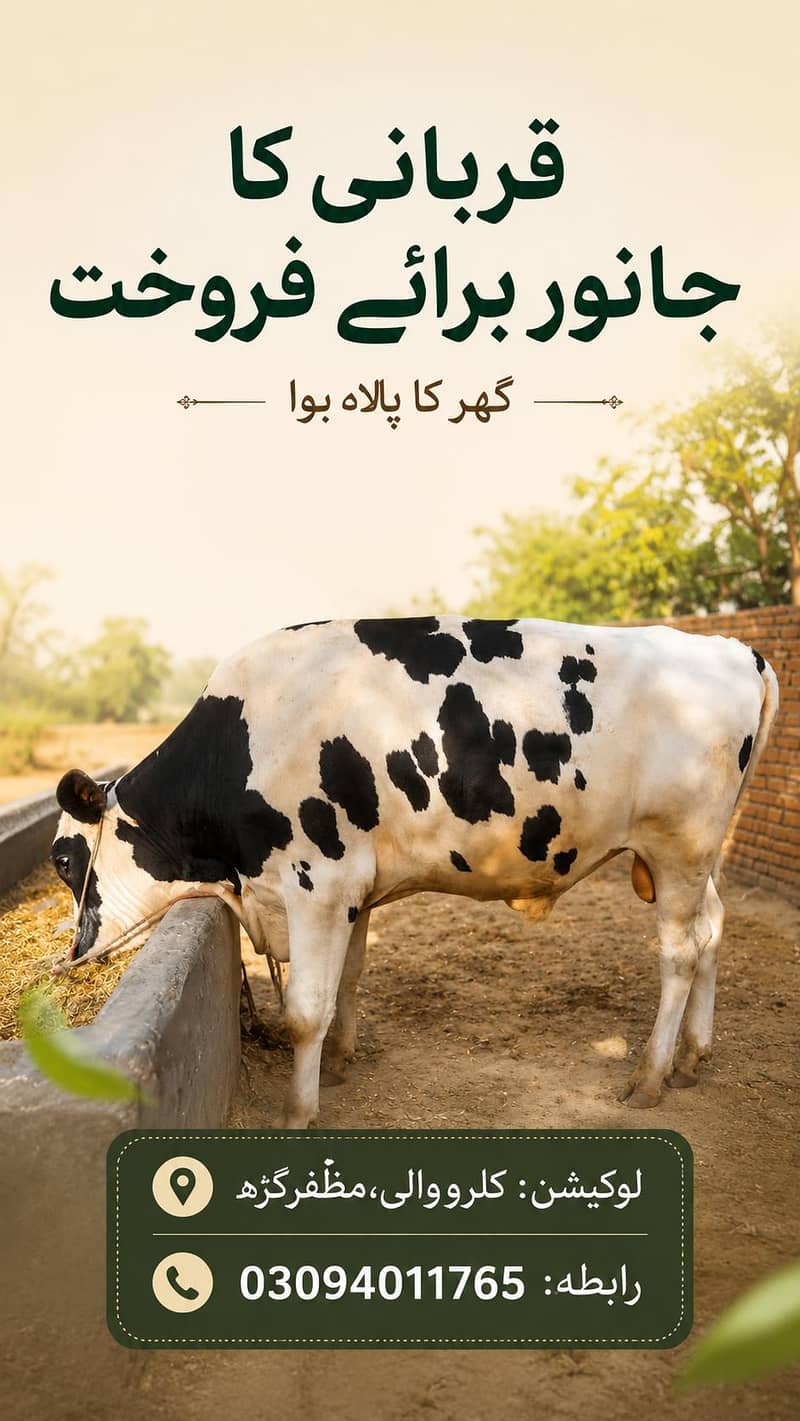 قربانی کے دو دیسی جانور برائے فروخت | گھر کے پلے ہوئے 1