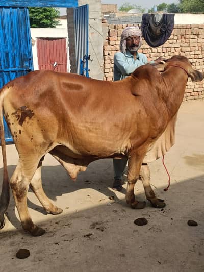 beautiful bachra for sale