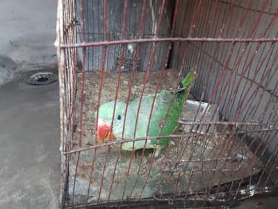 parrot