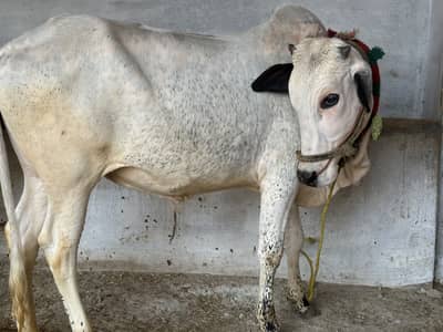 Fateh jhangi bachra for sale