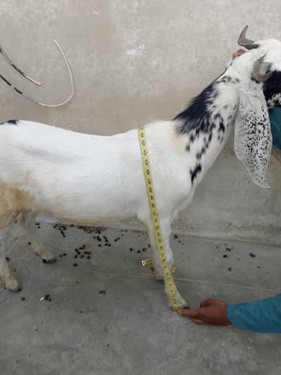 2 dant Bakro ki jori for sale