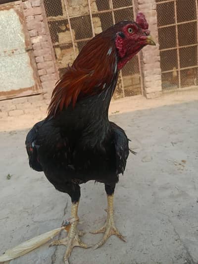 Premium Quality Aseel Murgha for Sale - High Pedigree