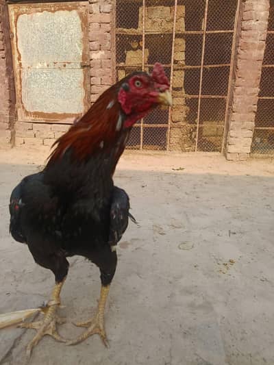 Premium Quality Aseel Murgha for Sale