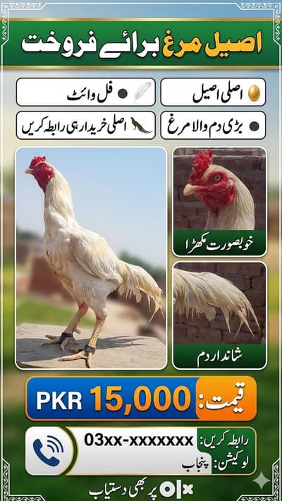 heera aseel white for sell