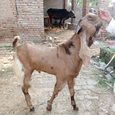 qurbani 2026
