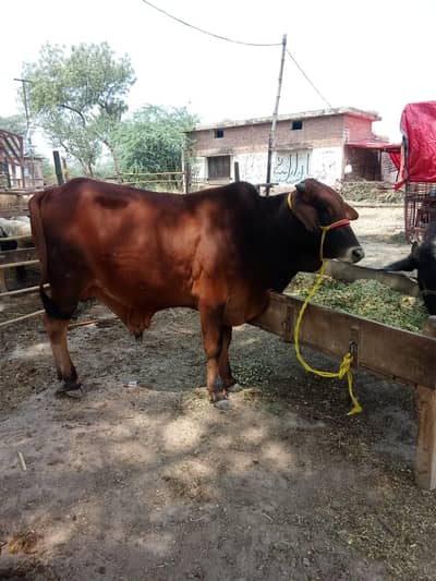 qurbani k liay khubsorat vacha