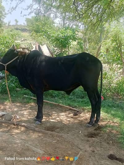 Bull  For sale (Eid)