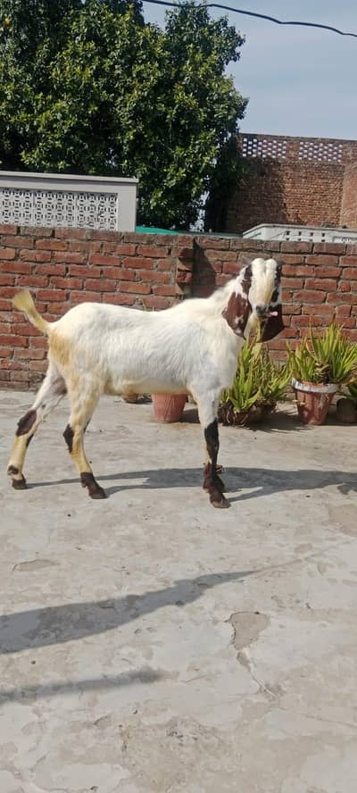 fresh 4 dant Bakra