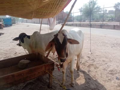 ya 2026 ki qurbani ke liya available what'sapp number 03265300290