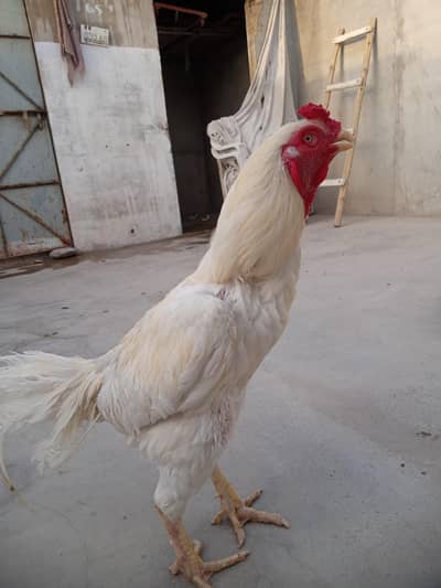 Aseel Heera Murga