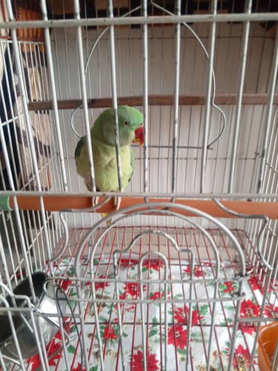haldy