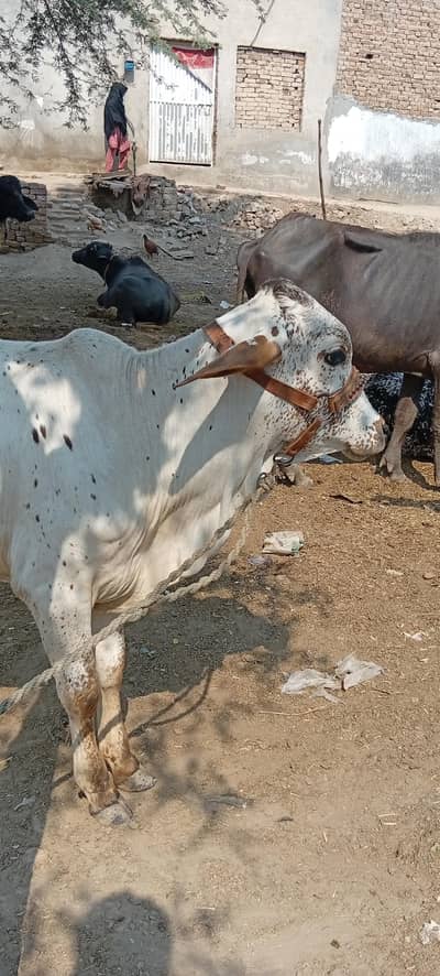 pure cholistani veda for sale