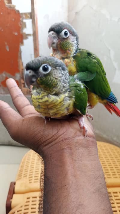 green cheek yellow sided conure