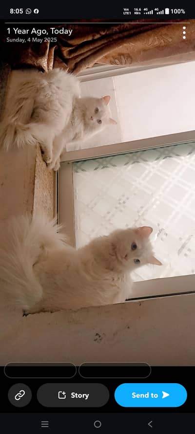 White color,active,caring, affiliation with honour