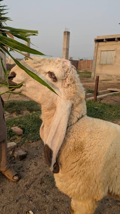 Khubsurat chatre. QURBANI 2026