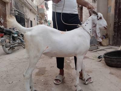Bakra for sale 2 Dant khassi
