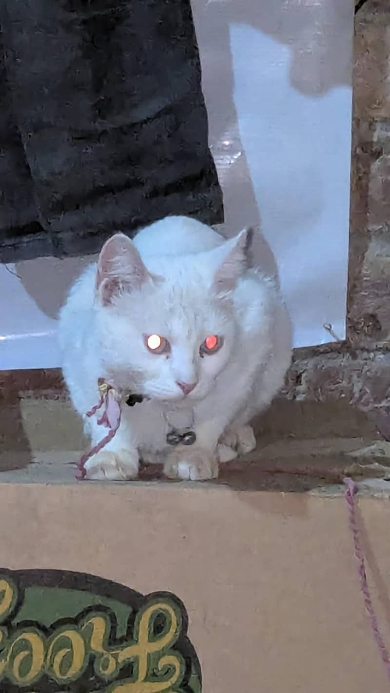 fluffy cat 2
