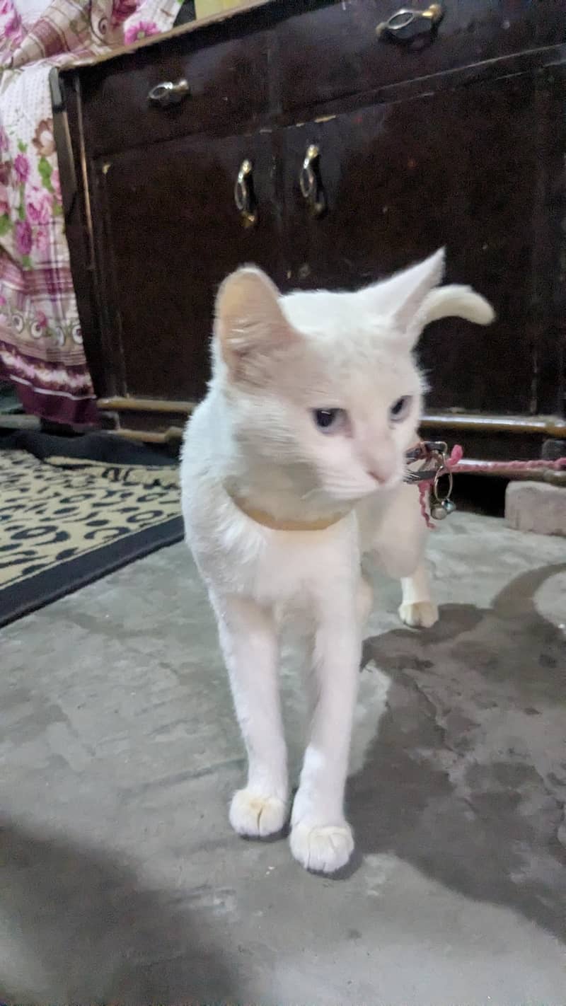 fluffy cat 3