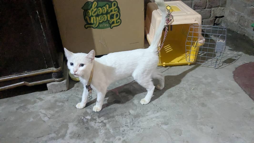 fluffy cat 4