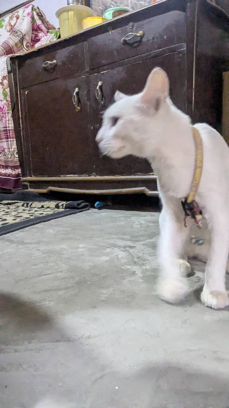 fluffy cat 6