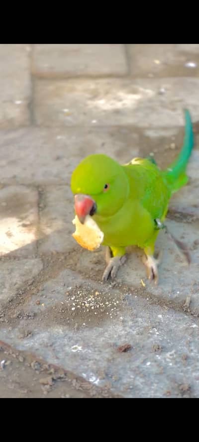 female parrot