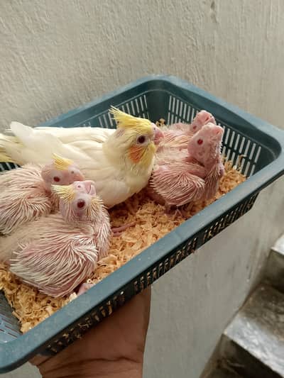 cocktail love birds