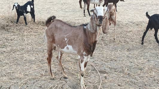 bakra for qurbani 2026 Double haddi o3O15936o358