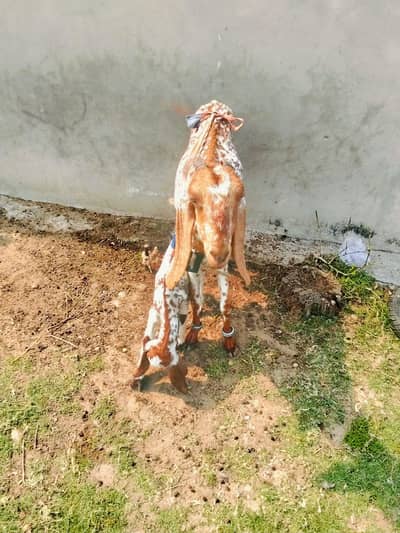goats for sale