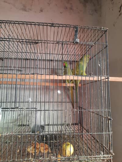 talking parrot