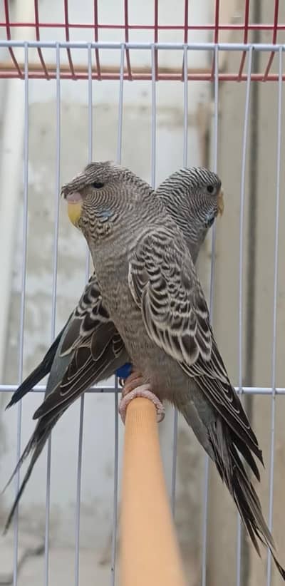 Black Face budgie