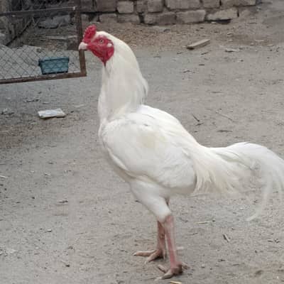 white Hera aseel phatta home breed