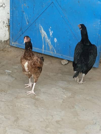 2 murgiya eggs pa han  aseel